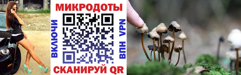 Псилоцибиновые грибы Psilocybe  Валдай 